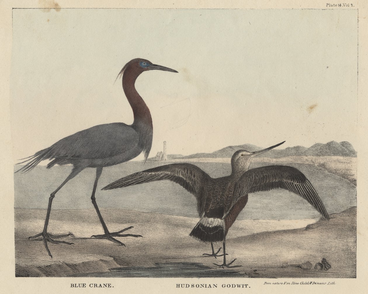 Blue Crane，Hudsonian Godwit，Litho by Childs und Inman，来自&39;自然历史和美国乡村体育的内阁&39;，作者：J。und T. Doughty，1832 作者 Mannevillette Elihu亲爱的布朗