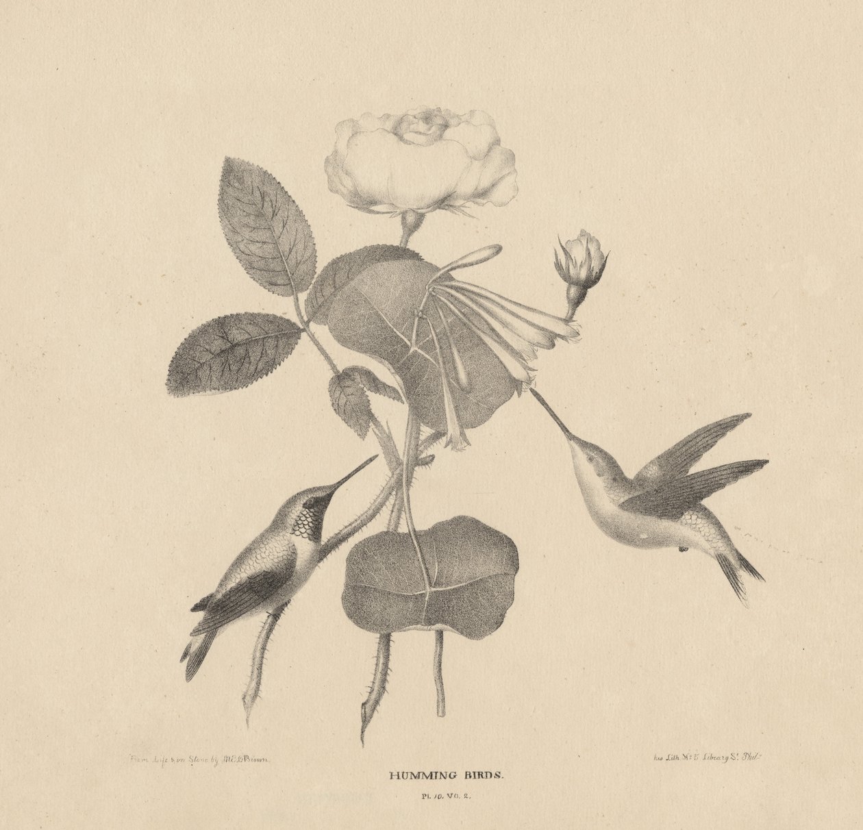 蜂鸟，来自&39;生活在石头上&39;，1832年 作者 Mannevillette Elihu亲爱的布朗
