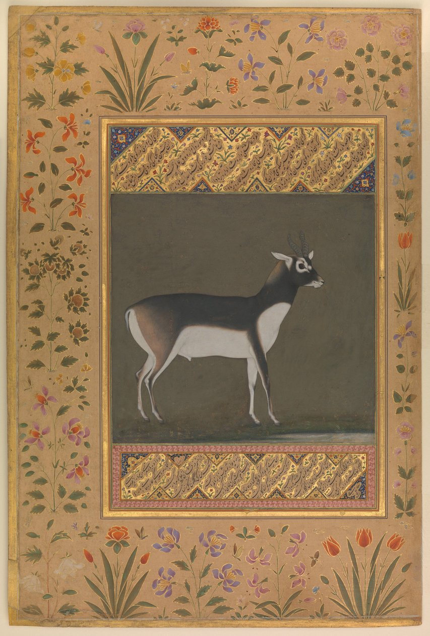 Black Buck，来自Shah Jahan专辑的Folio，c.1615-20 作者 马诺哈尔