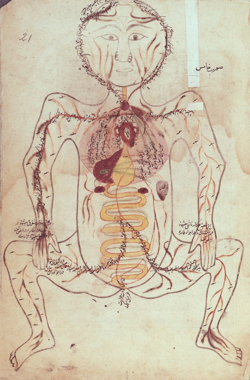 Persan女士1555人类循环系统和消化系统的解剖图，c.1425-50 作者 曼苏尔b。 Eliyas Chirazi