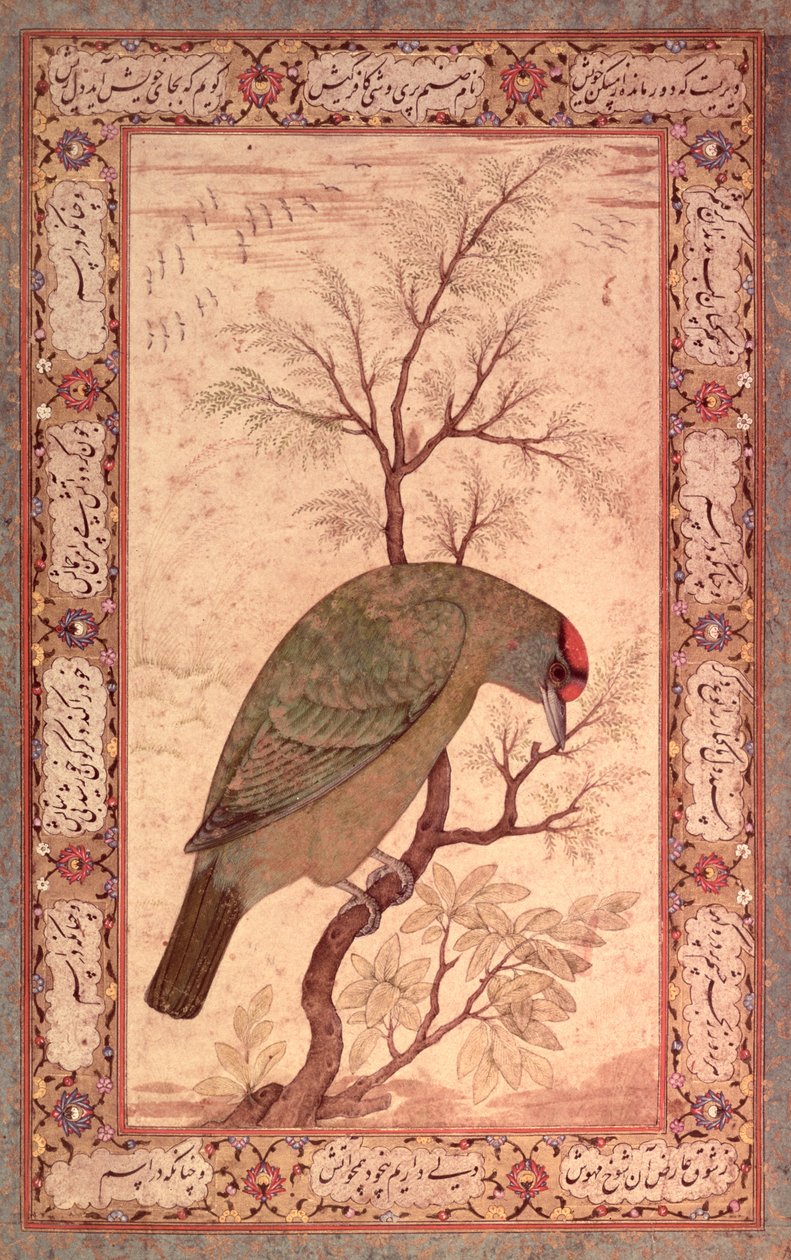 Barbet（喜马拉雅蓝喉鸟）贾汉吉尔时期，莫卧儿，1615年 作者 曼苏尔