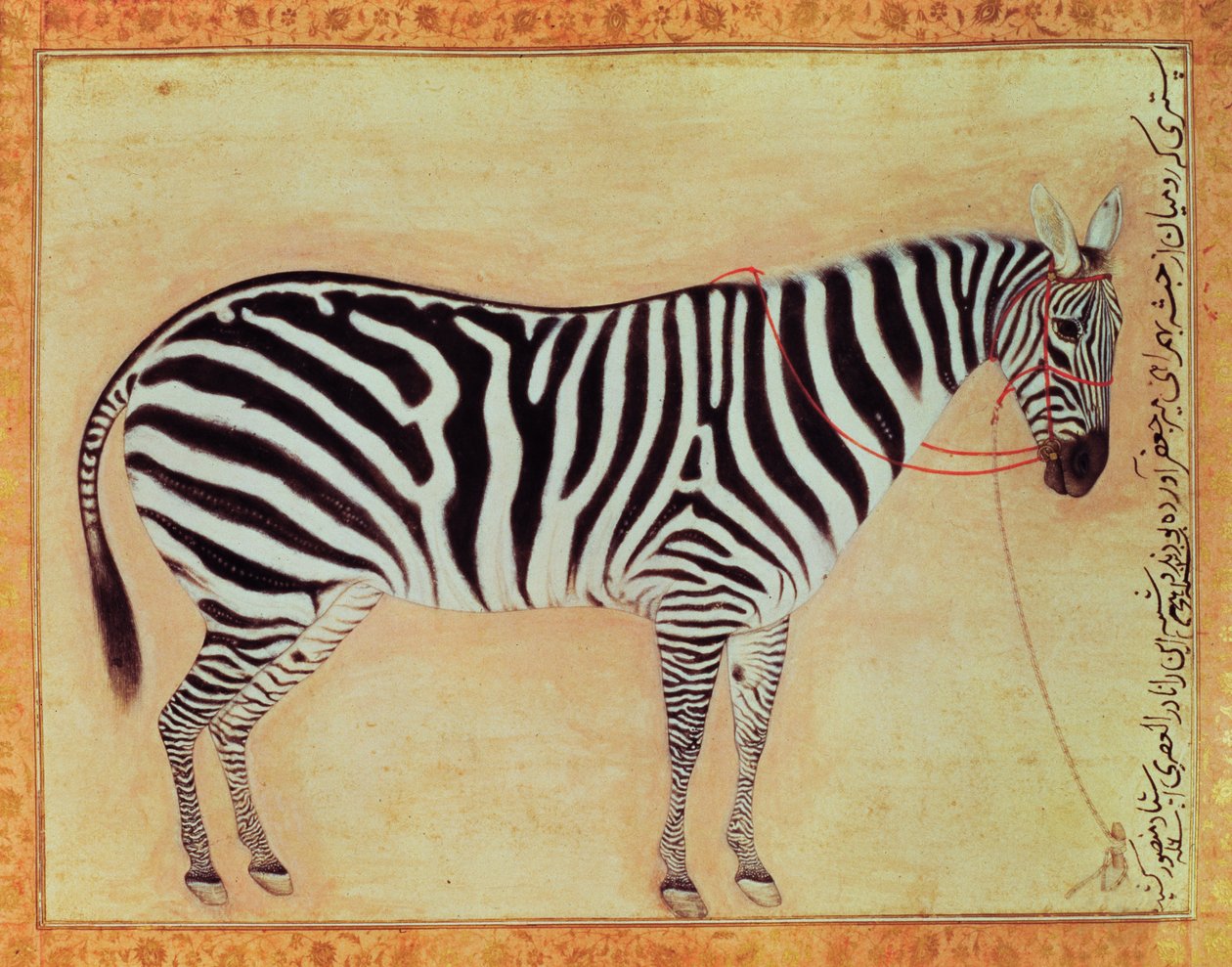 Zebra，来自Minto Album，Mughal，1621， 作者 曼苏尔