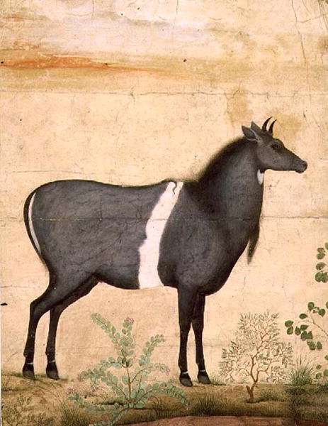 PD.78-1948 尼尔盖（蓝牛）莫卧儿学校，17世纪初（水粉画）。 作者 曼苏尔（收件人）