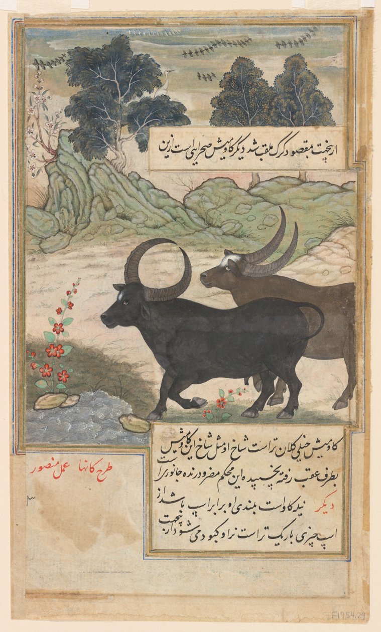 两头蓝牛和两头猪鹿，选自 Baburnama，约 1589 年（纸面水彩、墨水、金色） 作者 曼苏尔 (fl.c.1590 1630)
