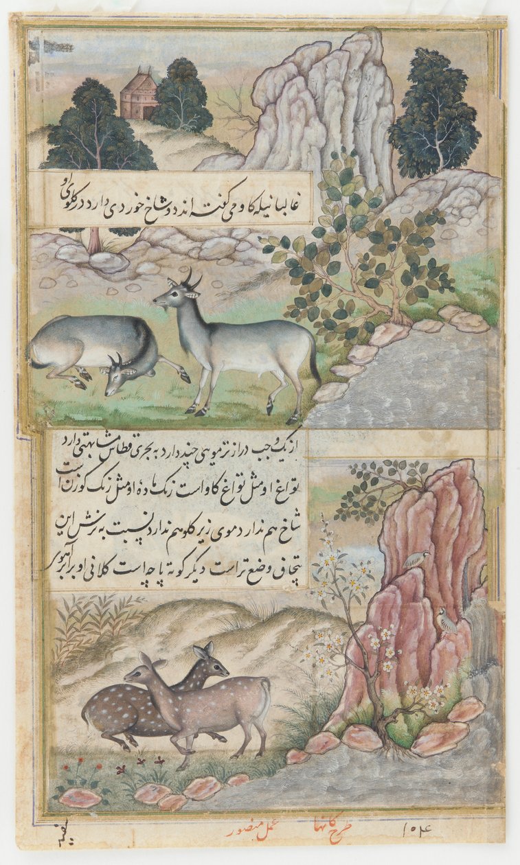 两头野水牛，约 1589 年（纸面水彩、墨水、金色） 作者 曼苏尔 (fl.c.1590 1630)
