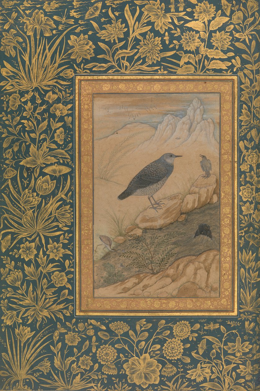 潜水员和其他鸟类，来自Shah Jahan专辑的对开本，直页：约1610-15。 作者 曼苏尔