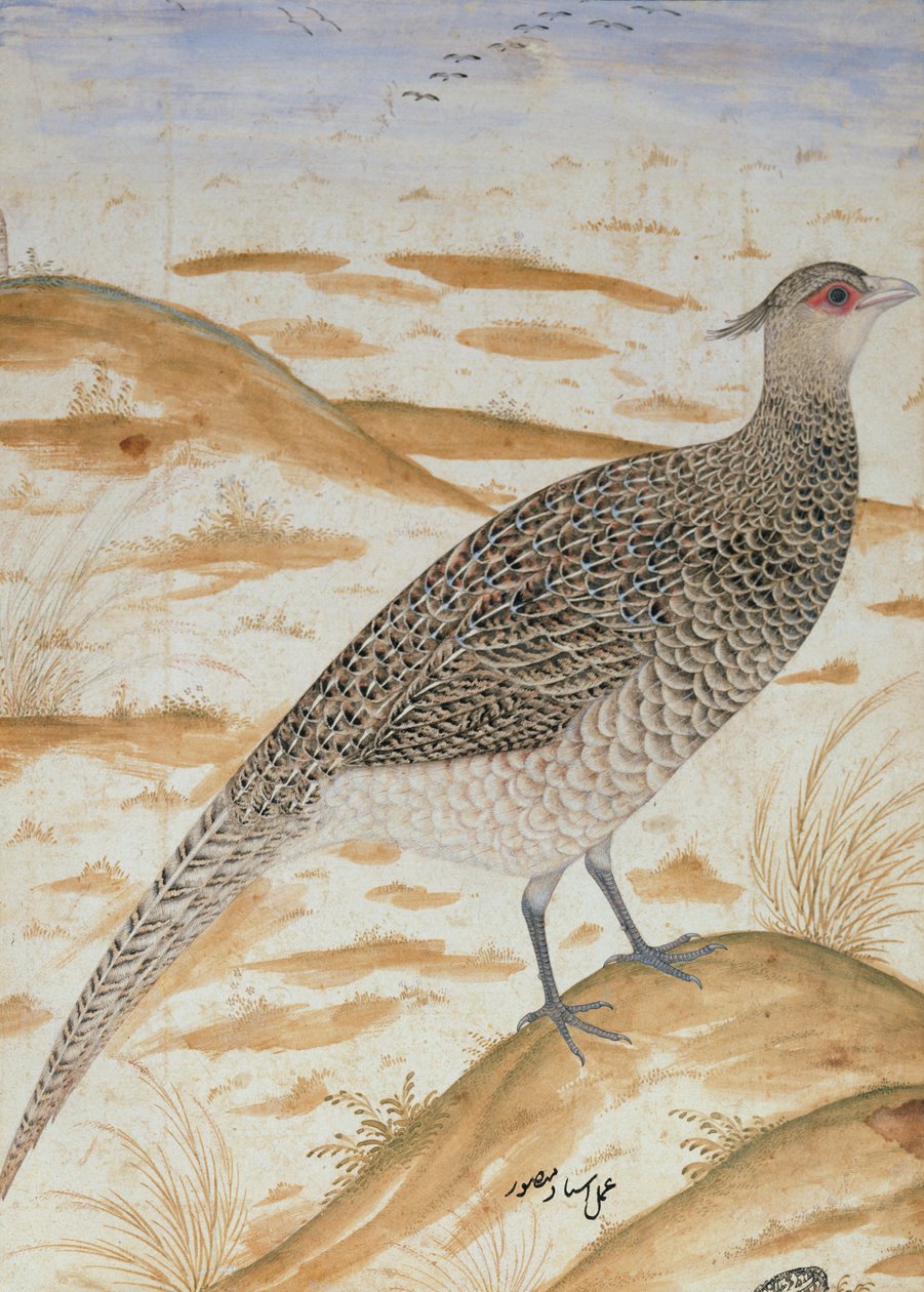 喜马拉雅欢呼雉，贾汉吉尔时期，莫卧儿王朝，1620（水彩画） 作者 曼苏尔
