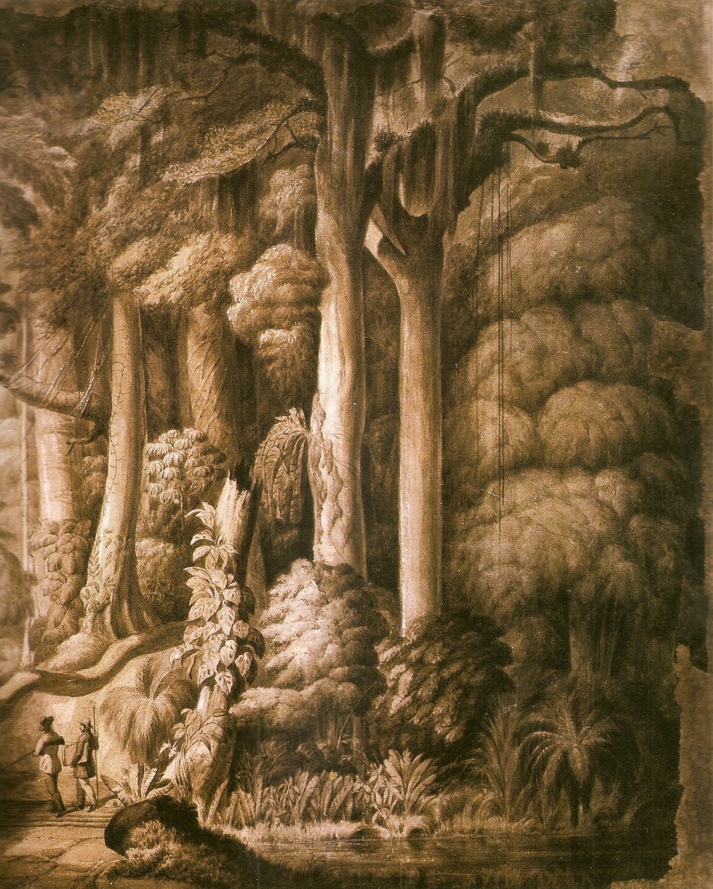 巴西森林细节 作者 曼努埃尔·阿劳霍·德·阿雷格里港