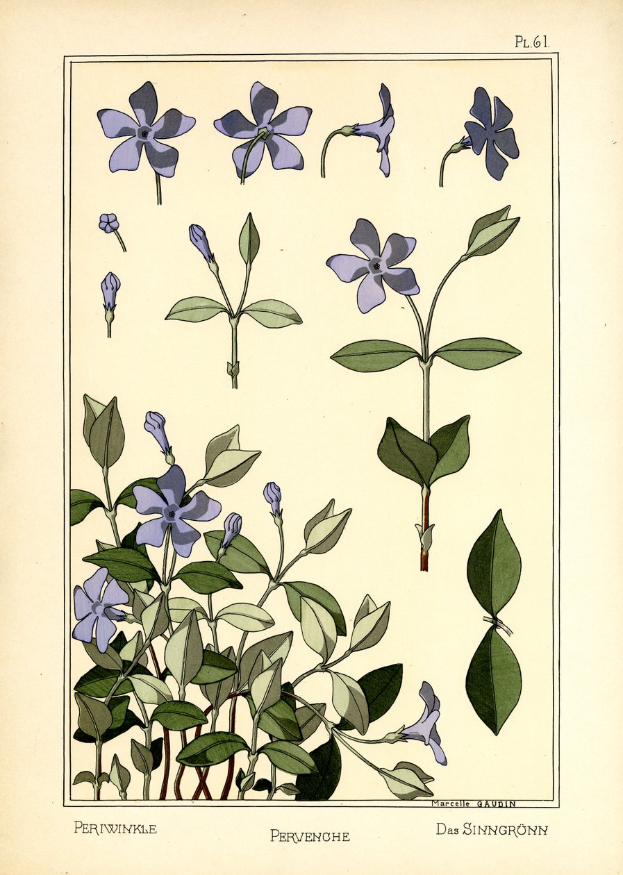 长春花 作者 马赛·高丁