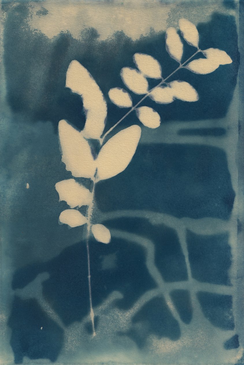 青色版画，2023 年（纸上青色版画） 作者 马尔科·坎佩德利