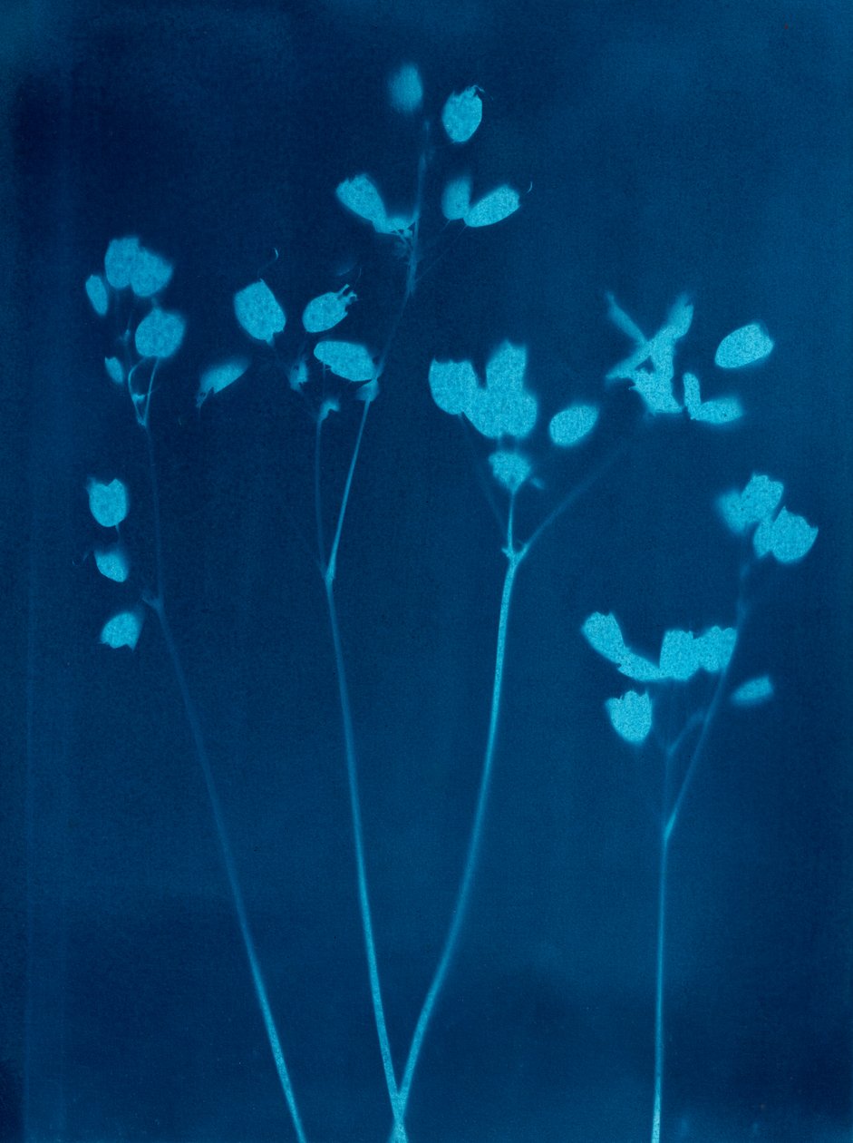 小花，2023 年（青花版画） 作者 马尔科·坎佩德利