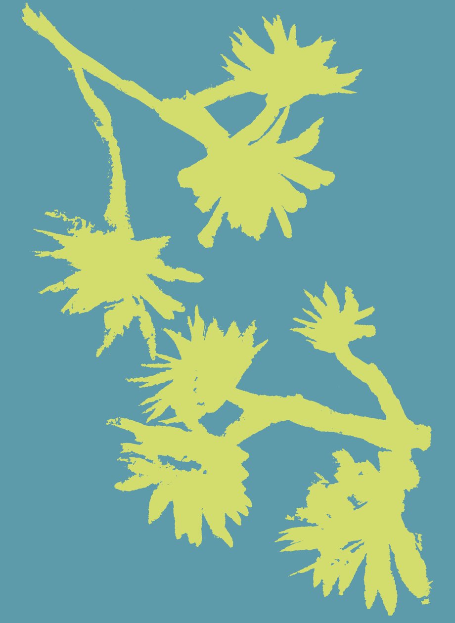 Succulent_2, 2022 年（纸上墨水） 作者 马尔科·坎佩德利