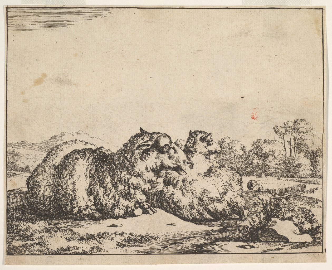绵羊，来自一套16张的版画，1664年。 作者 马库斯·德拜