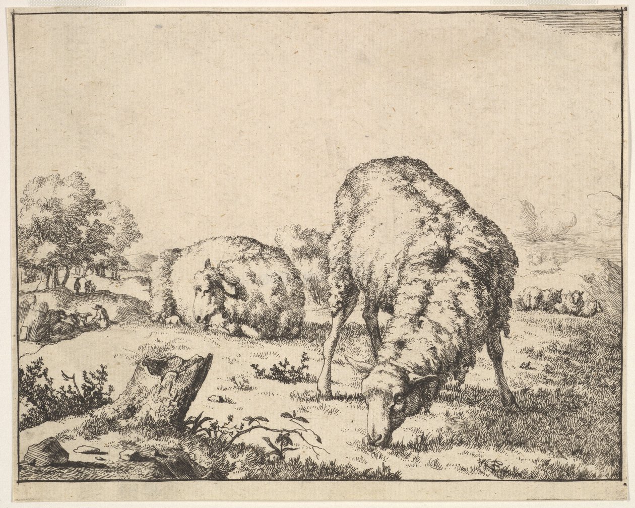 绵羊，来自一套16张的版画，1664年。 作者 马库斯·德拜