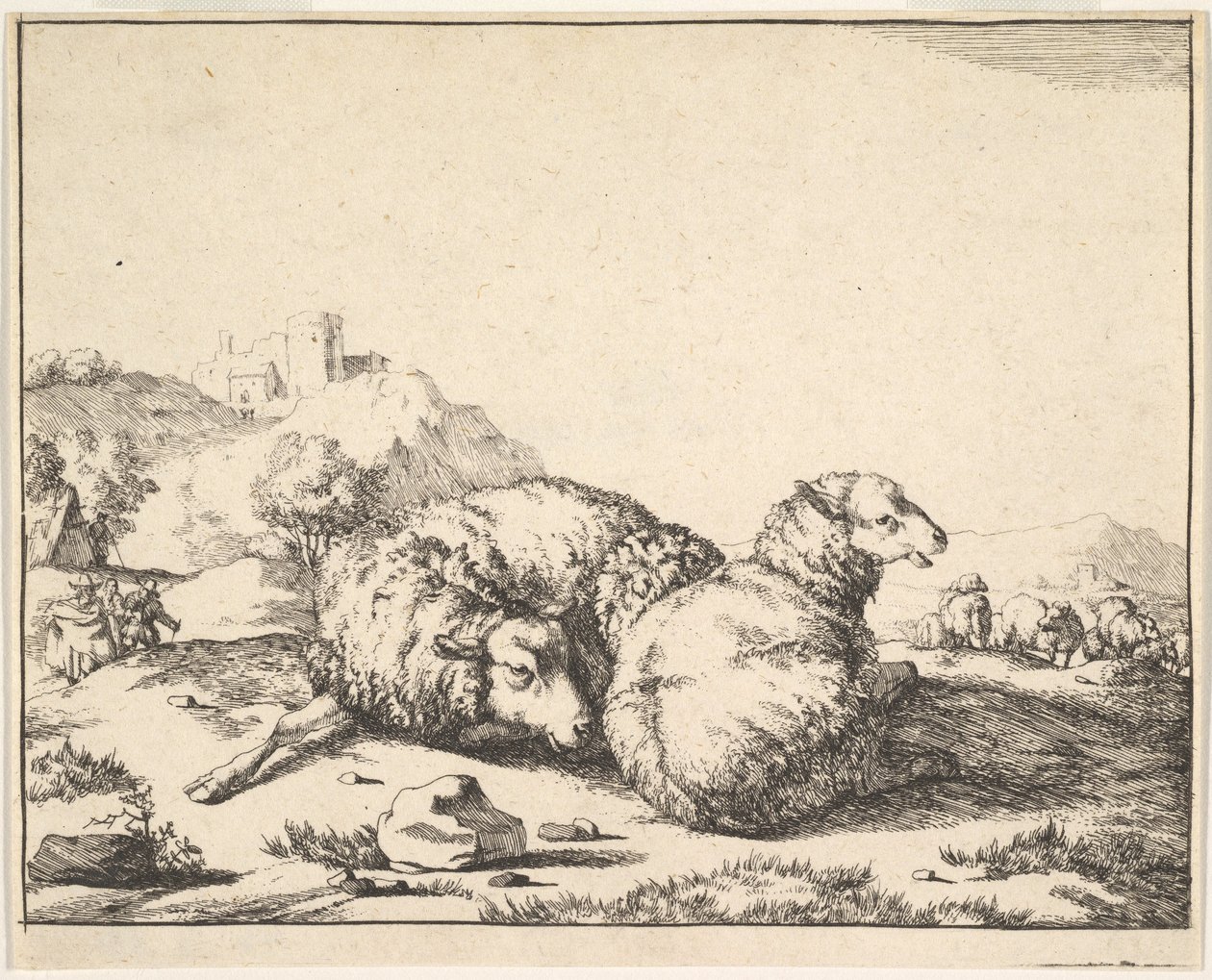 绵羊，来自一套16张的版画，1664年。 作者 马库斯·德拜