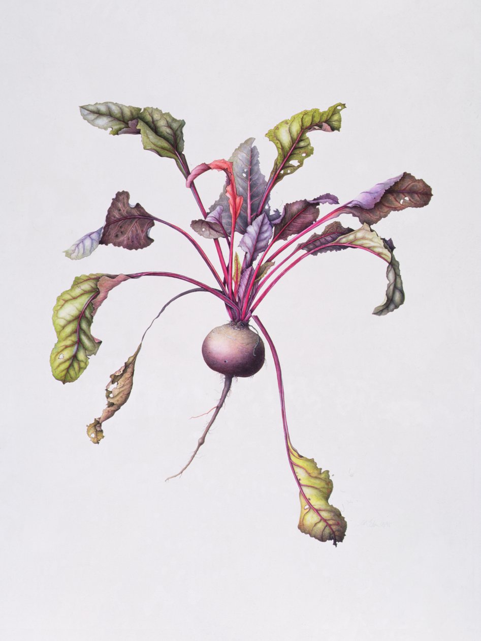 甜菜根，1995年（纸上wc） 作者 玛格丽特·安·伊甸园