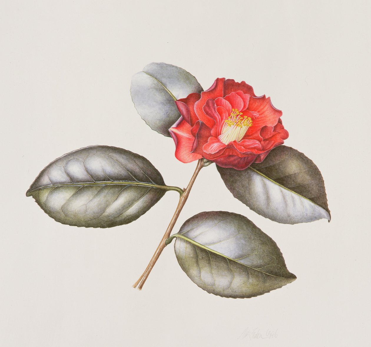 Camelia Japonica Adolphe Anderson，1996（wc on paper） 作者 玛格丽特·安·伊甸园