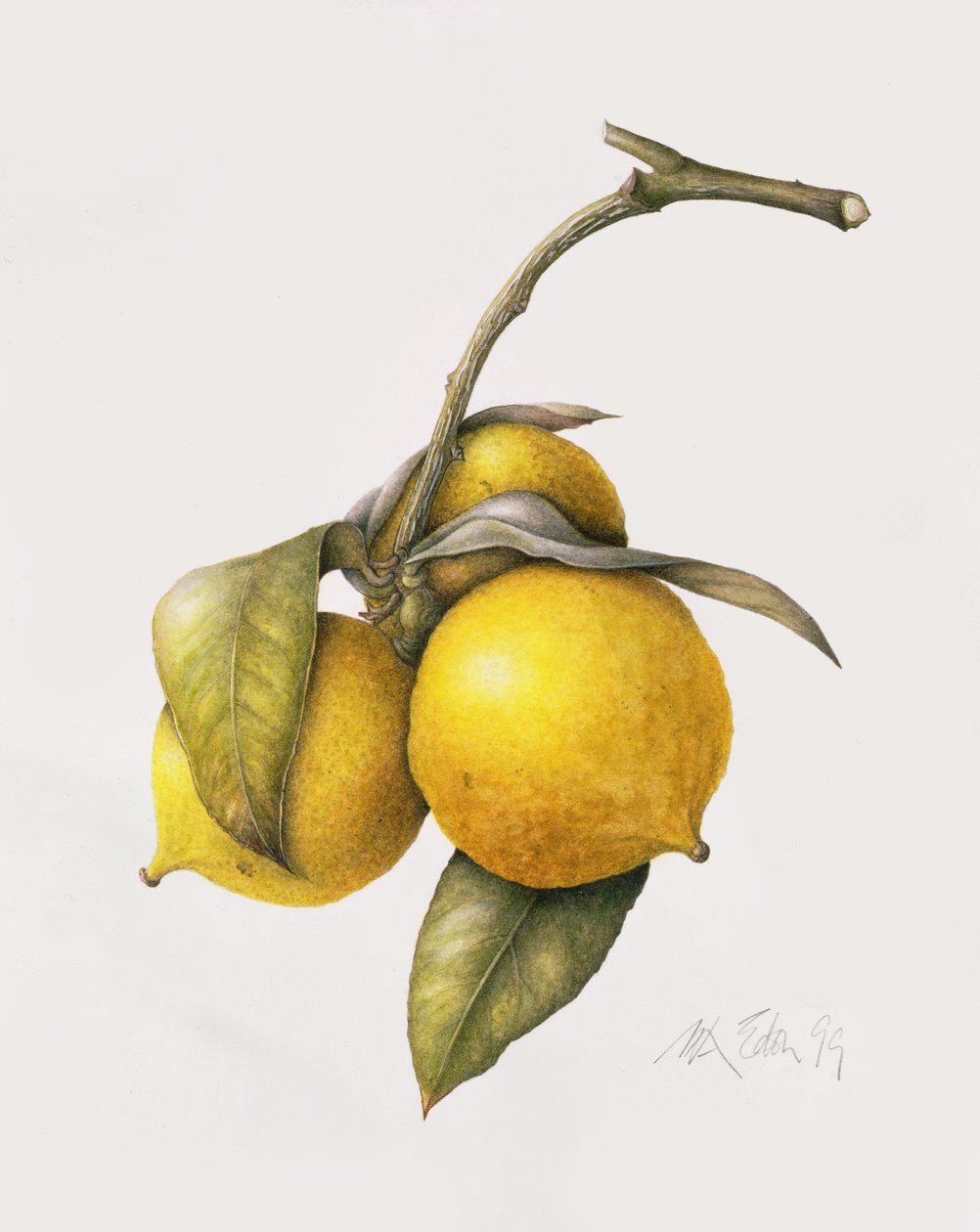 Citrus Bergamot，1999 作者 玛格丽特·安·伊甸园