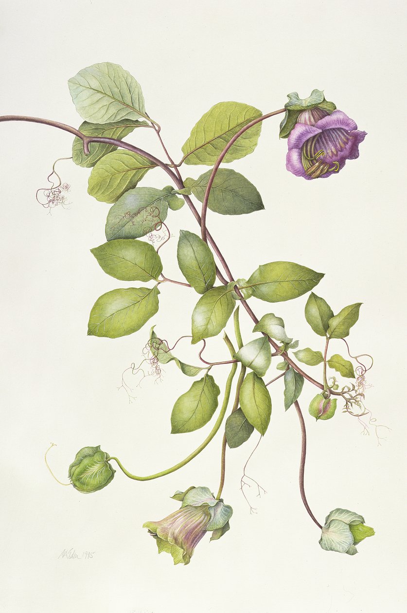 Cobea Scandens，1995 作者 玛格丽特·安·伊甸园