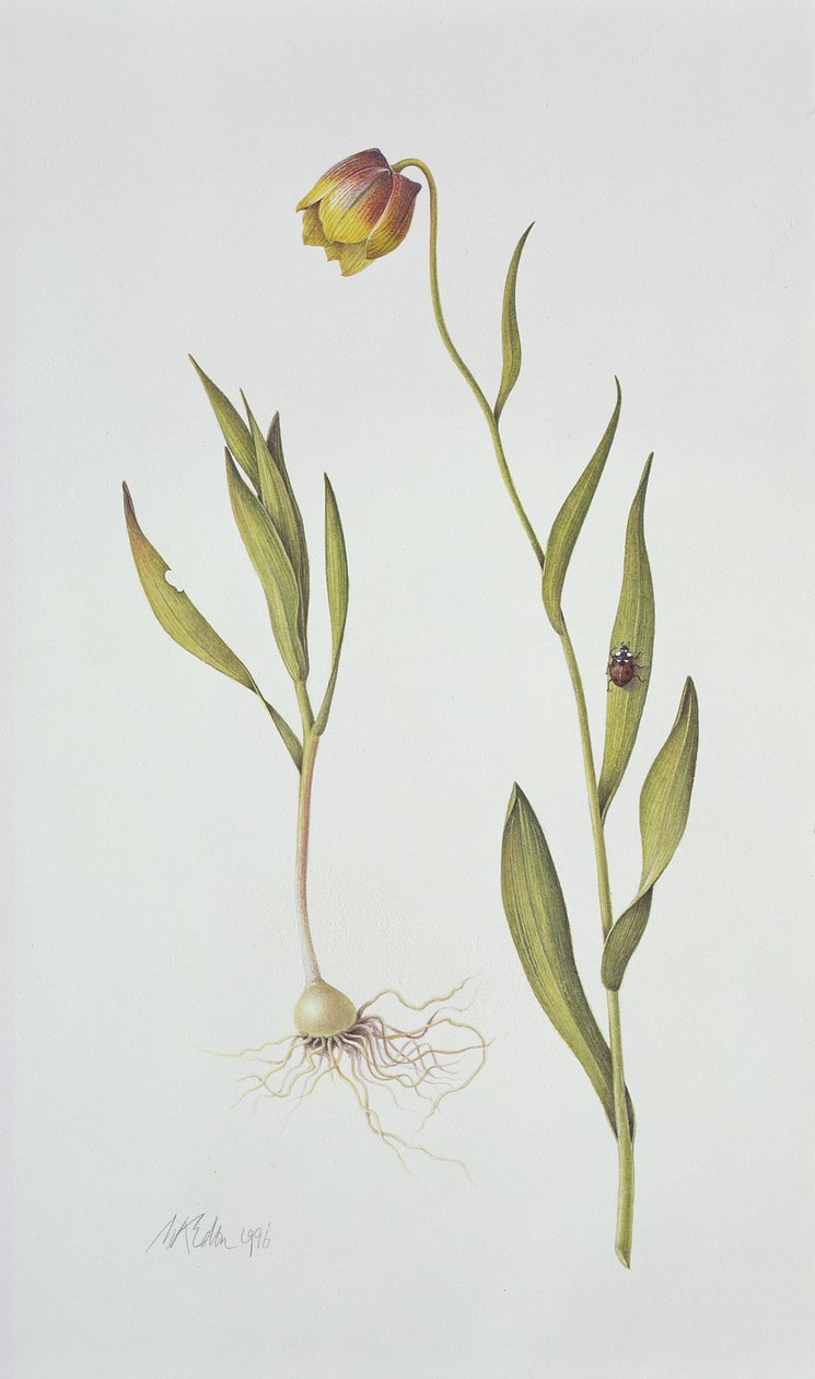 Fritillaria Michailovsky，1996年（纸上文字） 作者 玛格丽特·安·伊甸园
