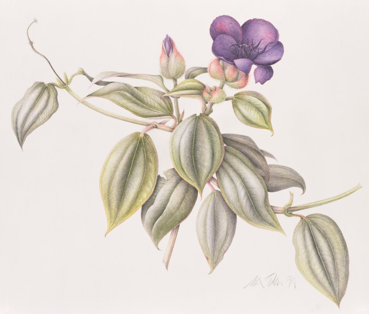 荣耀花（Tibouchina Urvilleana）1999（wc在纸上） 作者 玛格丽特·安·伊甸园