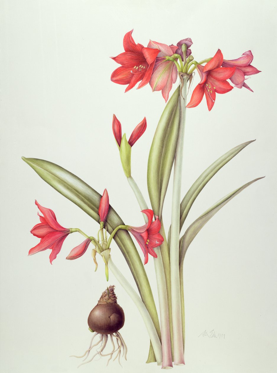 Hippeastrum Pamela，1999年（纸上谈生） 作者 玛格丽特·安·伊甸园