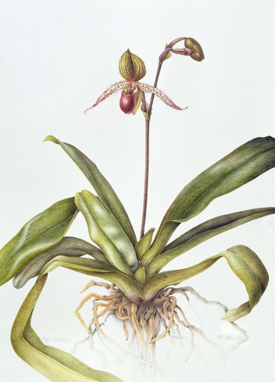 Iris，1995年（wc在纸面上） 作者 玛格丽特·安·伊甸园