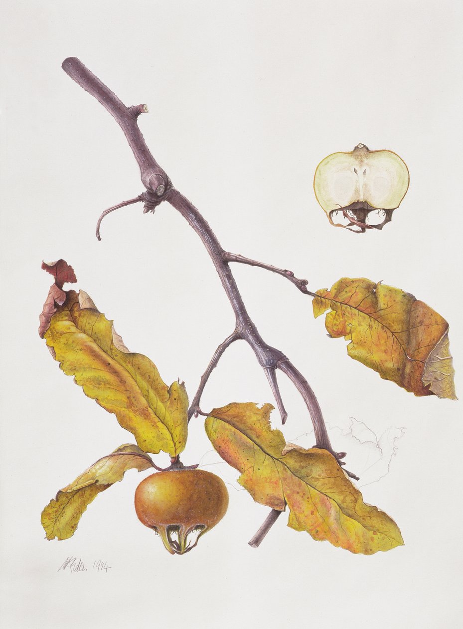 Medlar，1995年（wc在纸面上） 作者 玛格丽特·安·伊甸园