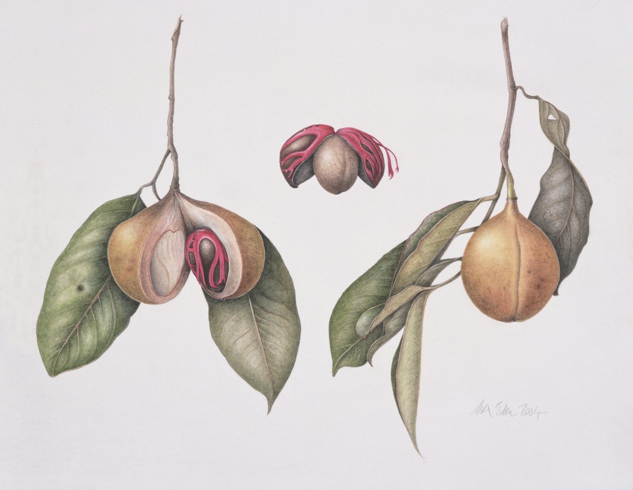 肉豆蔻（Myristica fragrans）2004（wc on paper） 作者 玛格丽特·安·伊甸园
