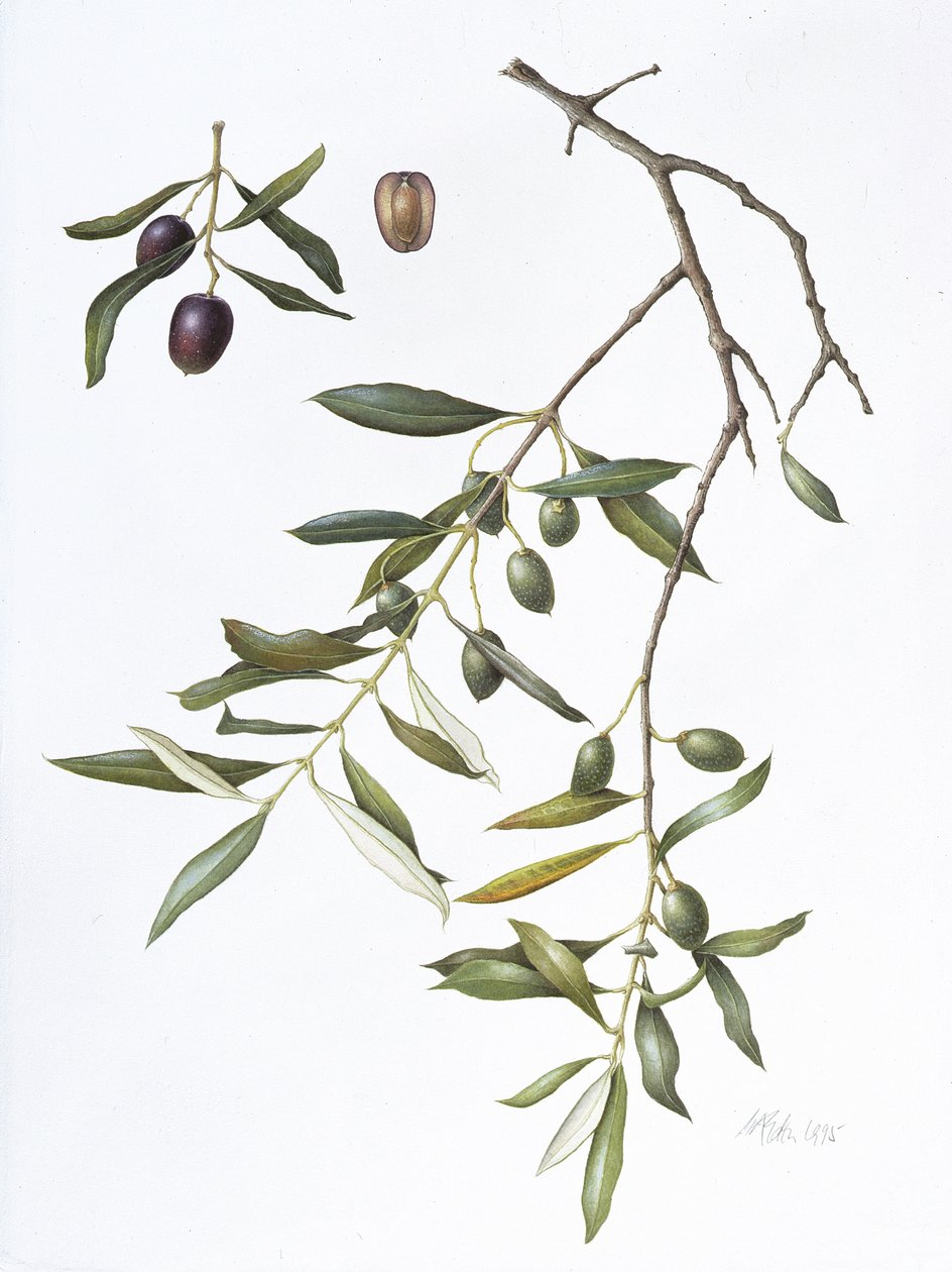 Olive，1995（wc on paper） 作者 玛格丽特·安·伊甸园