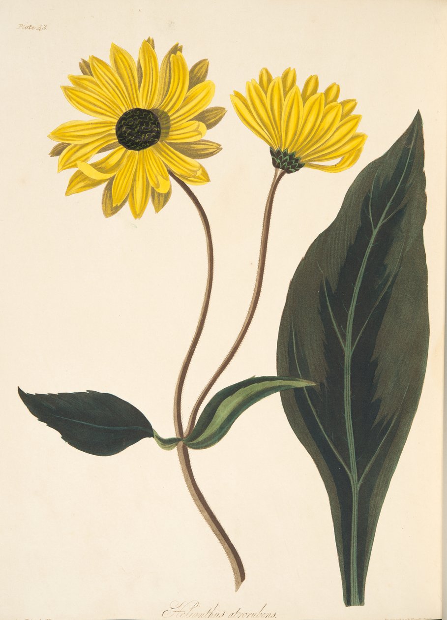 黑眼睛的向日葵，从季节的花卉插图，酒吧。 1829年（手工彩色雕刻） 作者 玛格丽特·罗斯科（Margaret Roscoe）