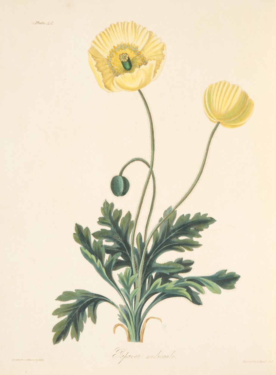 裸露的罂粟，来自四季花卉插图，酒吧。 1829年（手工彩色雕刻） 作者 玛格丽特·罗斯科（Margaret Roscoe）