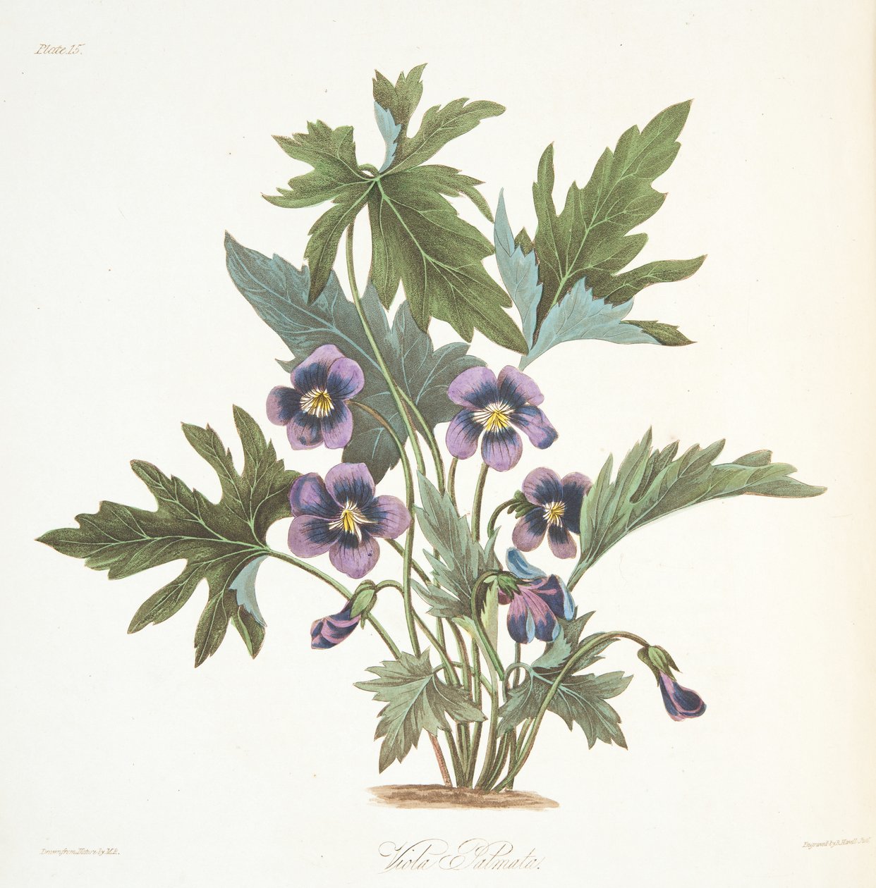 Palmate从四季花卉插图，酒吧留下紫罗兰。 1829年（手工彩色雕刻） 作者 玛格丽特·罗斯科（Margaret Roscoe）