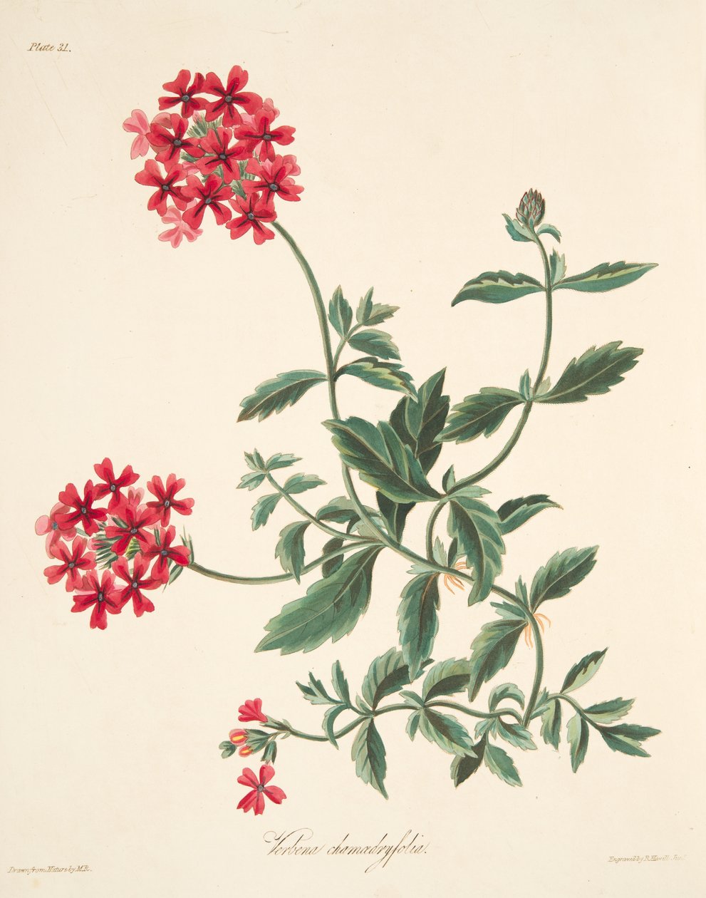 从花卉插图的季节，酒吧，猩红色花Vervain。 1829 作者 玛格丽特·罗斯科（Margaret Roscoe）