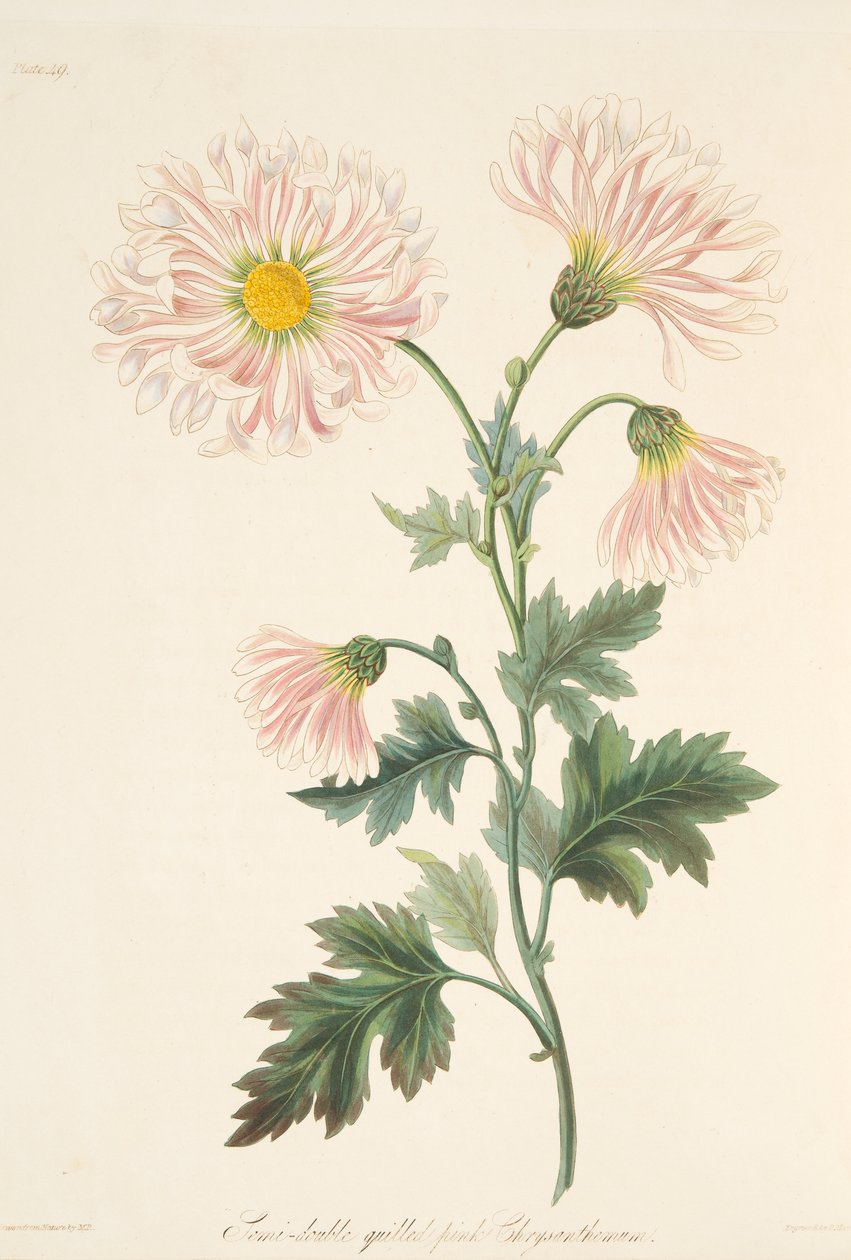 半双羽毛笔“d pink Chrysanthemum，来自四季花卉插图，酒吧.1829 作者 玛格丽特·罗斯科（Margaret Roscoe）
