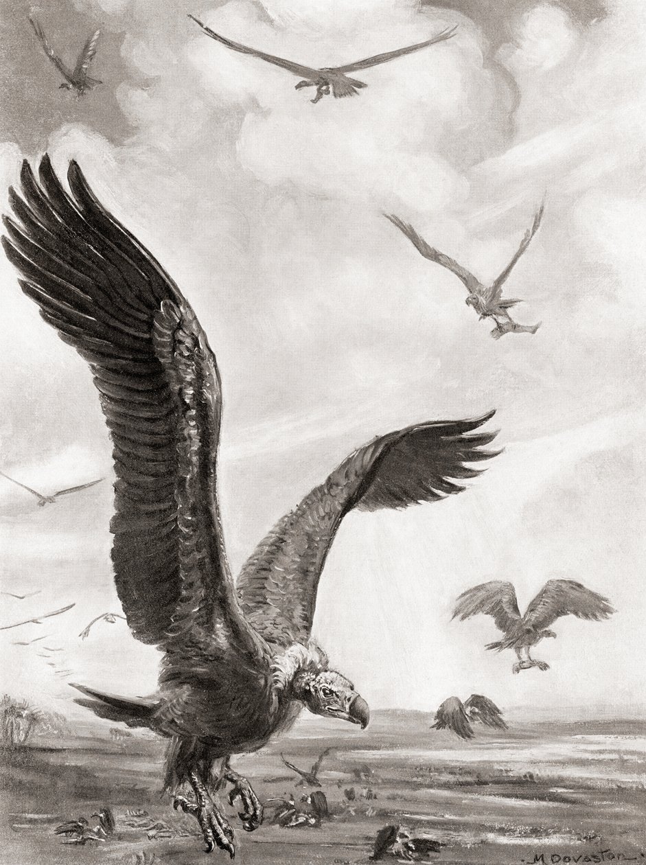 秃鹫叼走战死者的残肢，摘自哈钦森的《民族史》，1915 年出版 作者 玛格丽特（后）多瓦斯顿