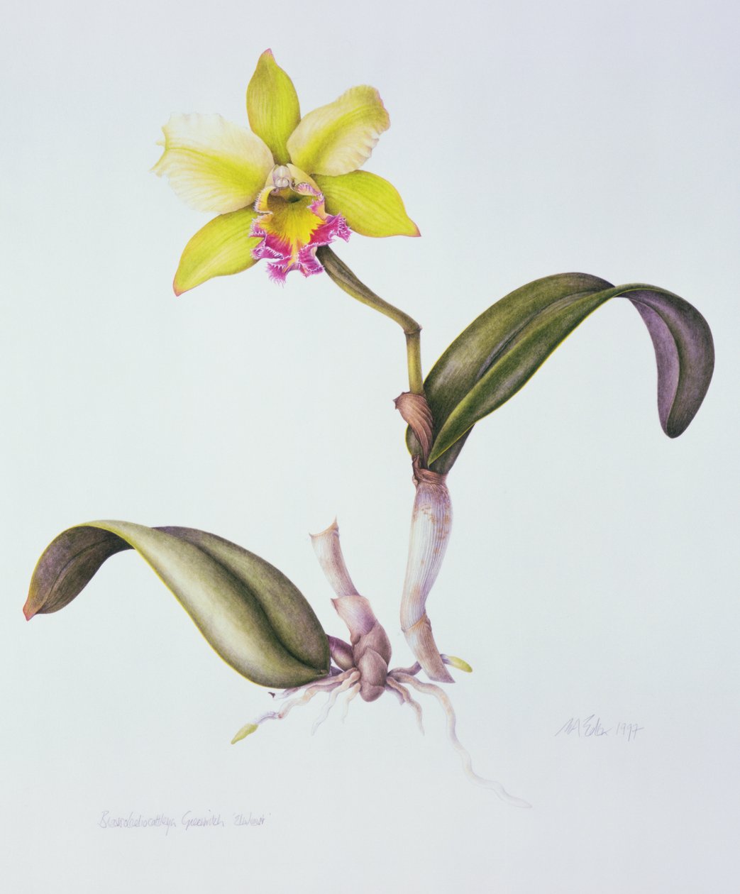 布拉索拉里卡特兰蒂斯，艾姆赫斯特（纸上水彩画 作者 玛格丽特·安·伊甸园