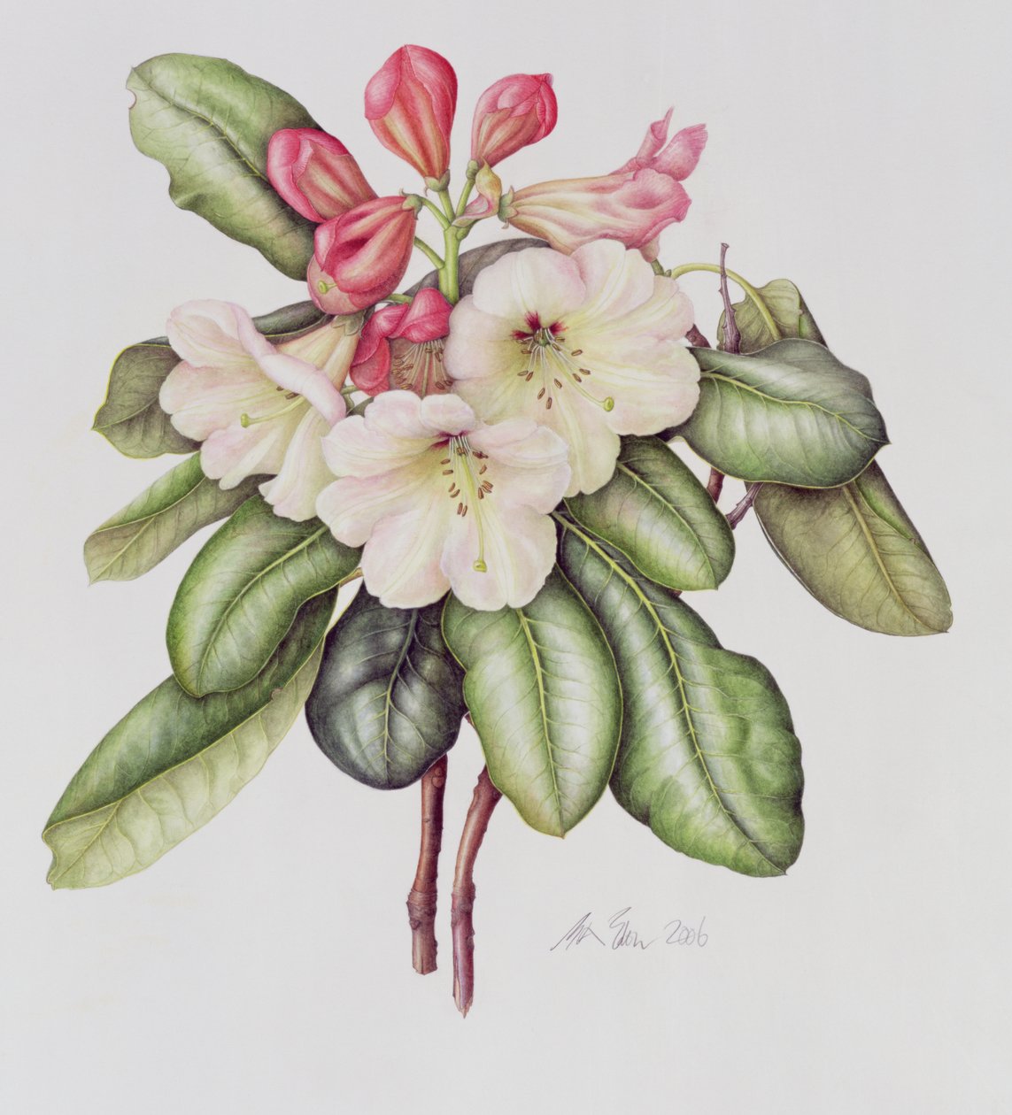 杜鹃花（纸上水彩画 作者 玛格丽特·安·伊甸园