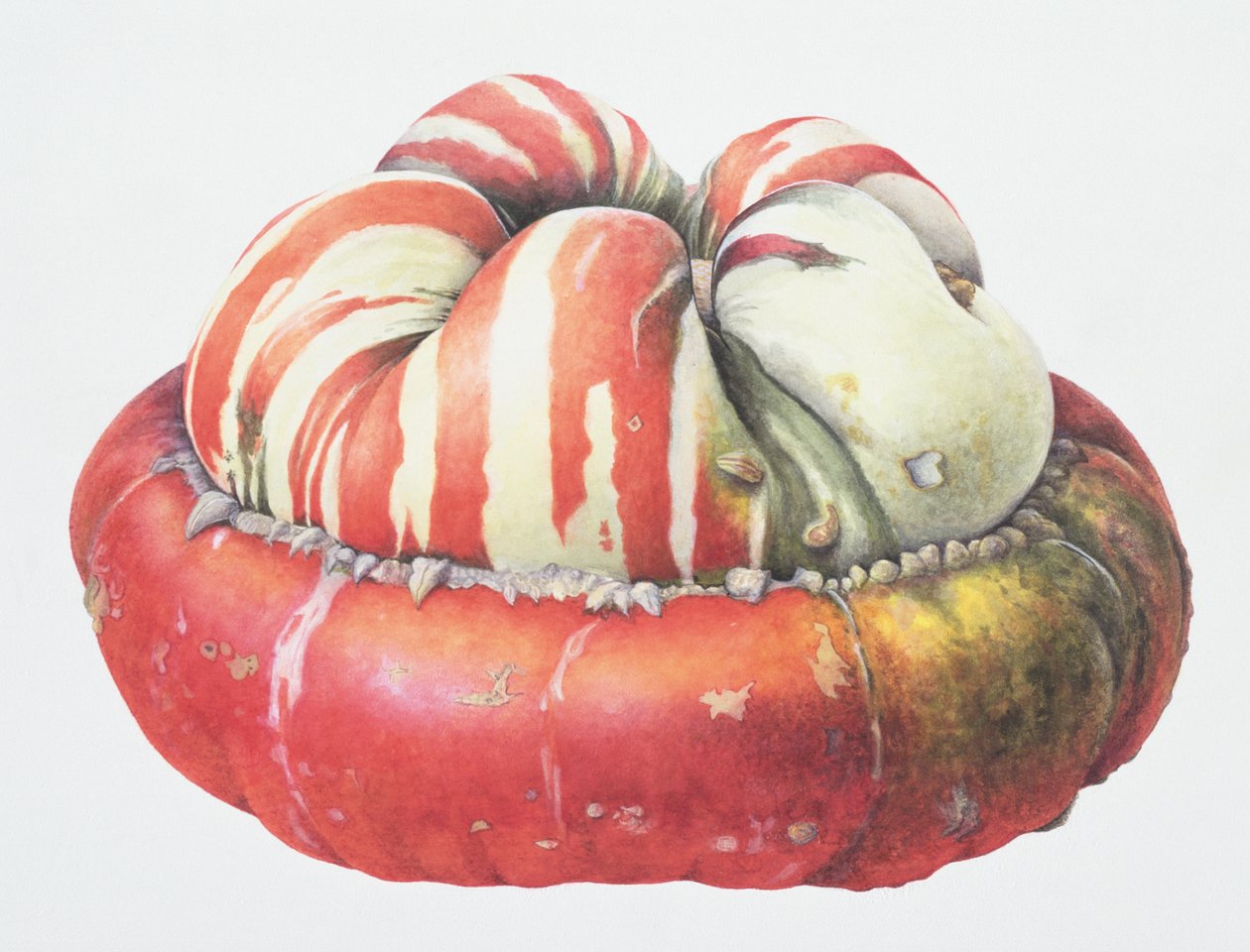 Turks Turban Squash，1995（wc on paper） 作者 玛格丽特·安·伊甸园