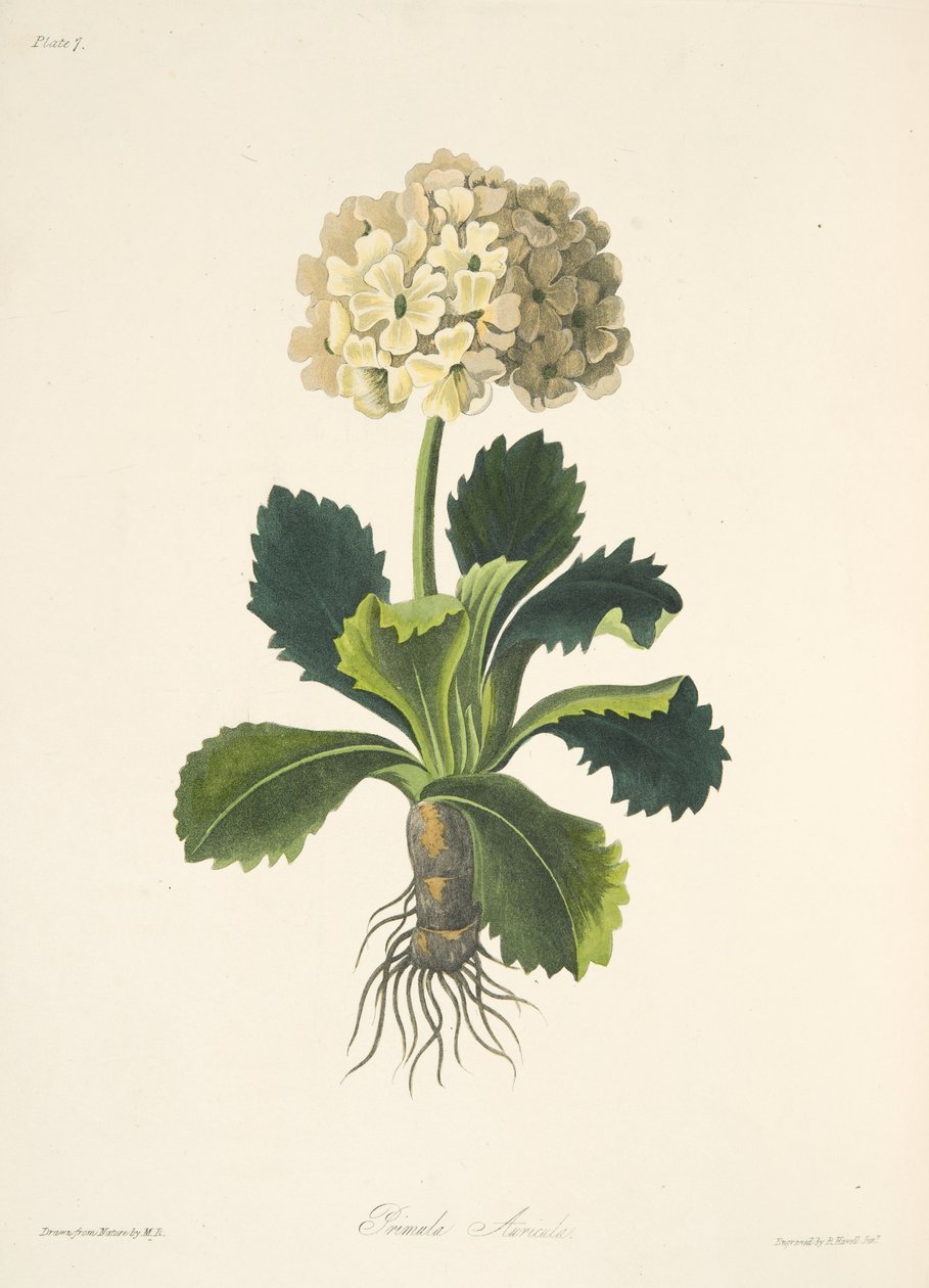 Auricula，来自四季花卉插图，酒吧。 1829年（手工彩色雕刻） 作者 玛格丽特·罗斯科（Margaret Roscoe）