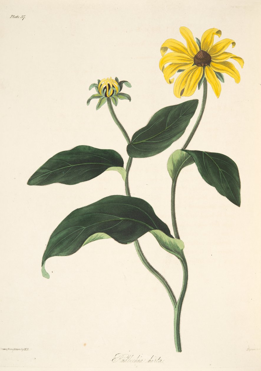 Black Eyed Susan，来自四季花卉插图，酒吧。 1829年（手工彩色雕刻） 作者 玛格丽特·罗斯科（Margaret Roscoe）