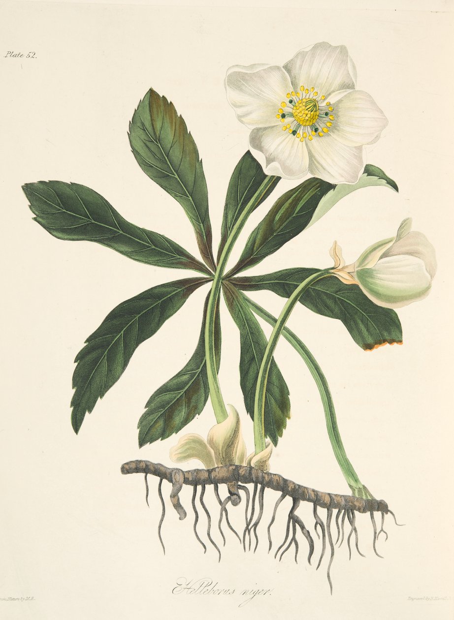 黑色嚏根草或圣诞玫瑰，来自四季花卉插图，酒吧。 1829年（手工彩色雕刻） 作者 玛格丽特·罗斯科（Margaret Roscoe）