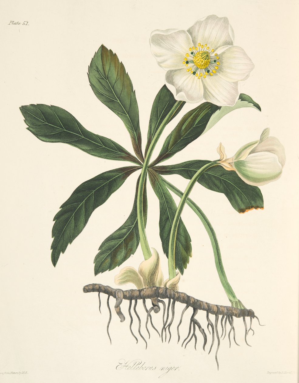黑色嚏根草或圣诞玫瑰，来自四季花卉插图，酒吧。 1829年（手工彩色雕刻） 作者 玛格丽特·罗斯科（Margaret Roscoe）