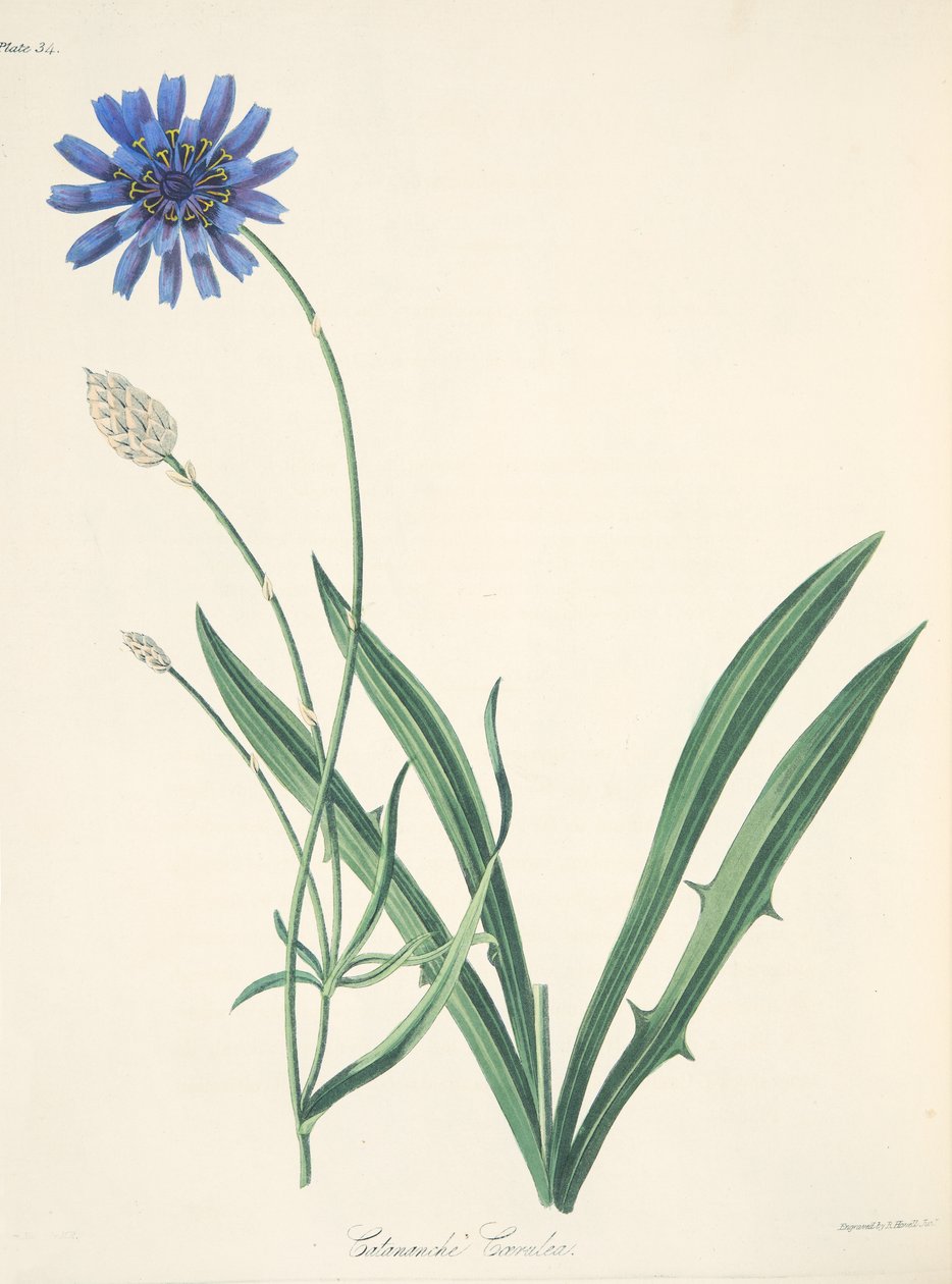 Blue Catananche，来自四季花卉插图，酒吧。 1829年（手工彩色雕刻） 作者 玛格丽特·罗斯科（Margaret Roscoe）