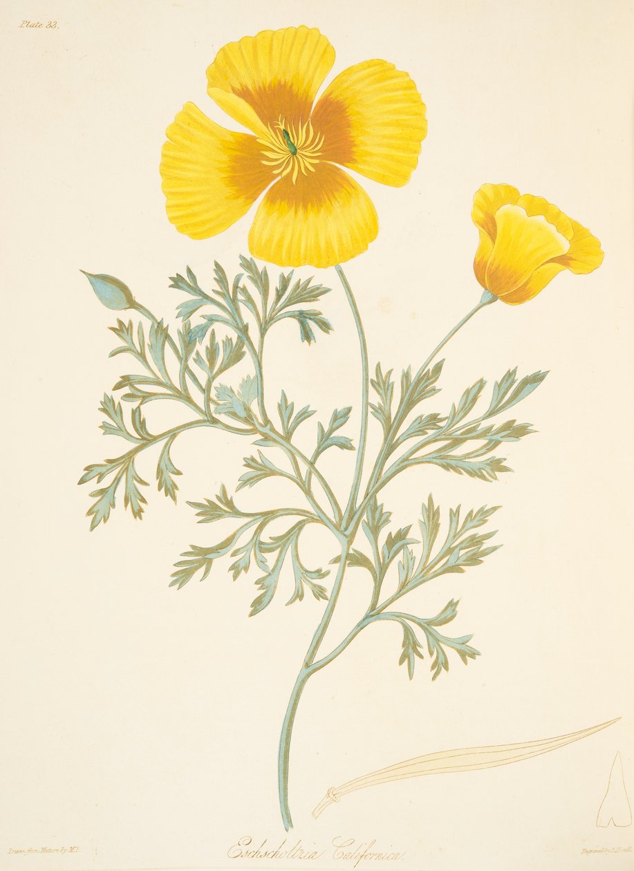 加利福尼亚州Eschscholtzia，来自四季花卉插图，酒吧。 1829年（手工彩色雕刻） 作者 玛格丽特·罗斯科（Margaret Roscoe）