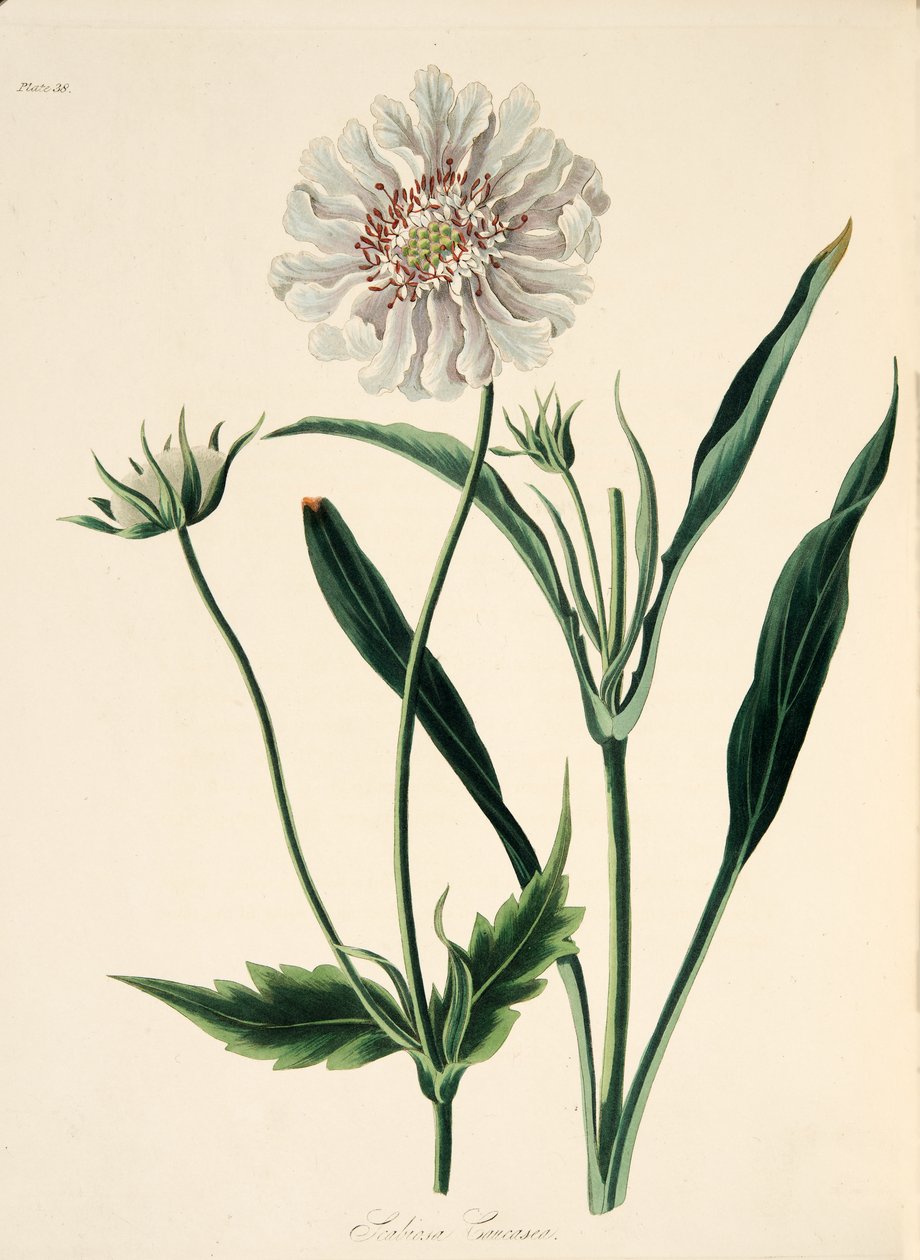 Caucasean Scabious，来自四季花卉插图，酒吧。 1829年（手工彩色雕刻） 作者 玛格丽特·罗斯科（Margaret Roscoe）