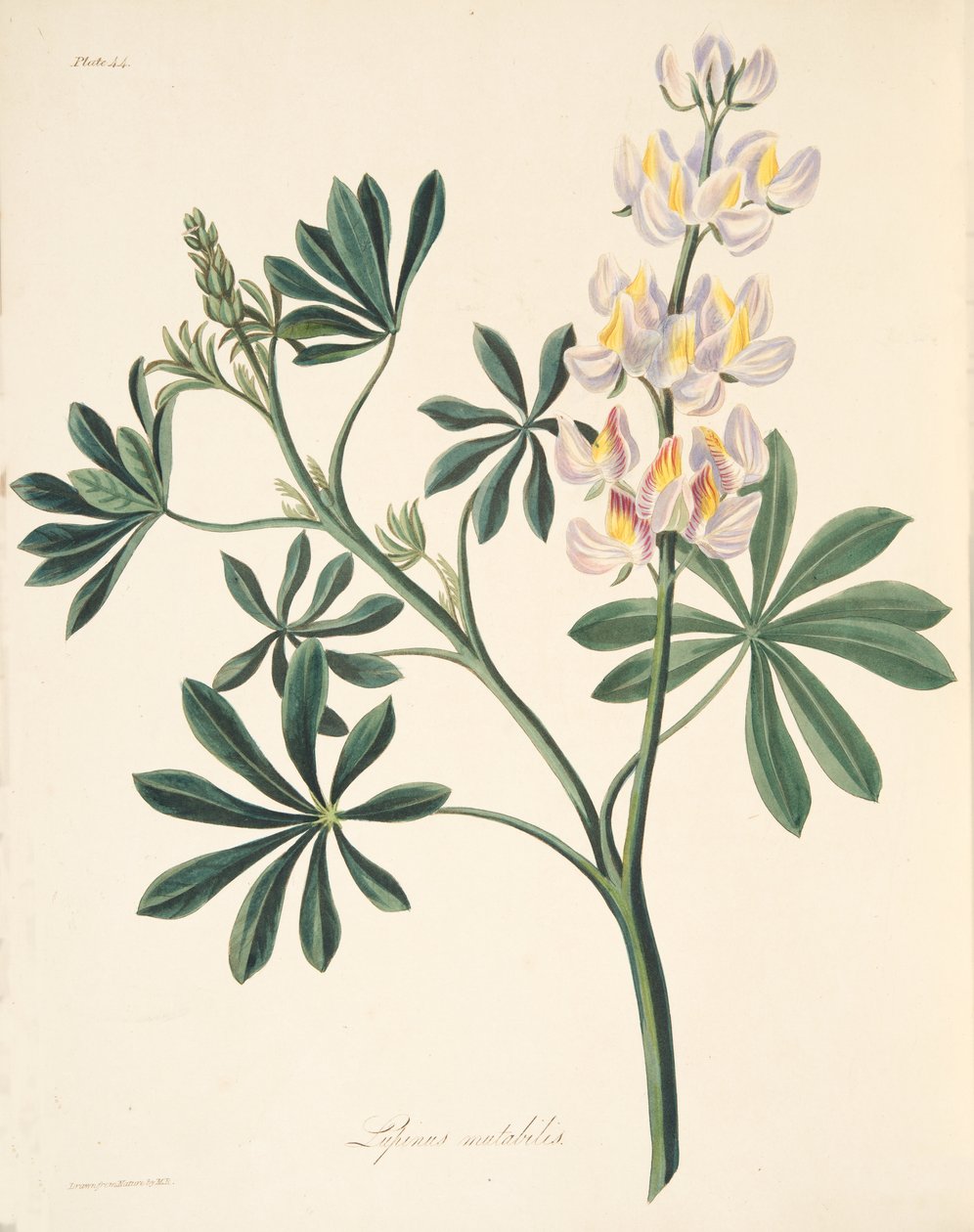 可变花的羽扇豆，来自四季花卉插图，酒吧。 1829年（手工彩色雕刻） 作者 玛格丽特·罗斯科（Margaret Roscoe）