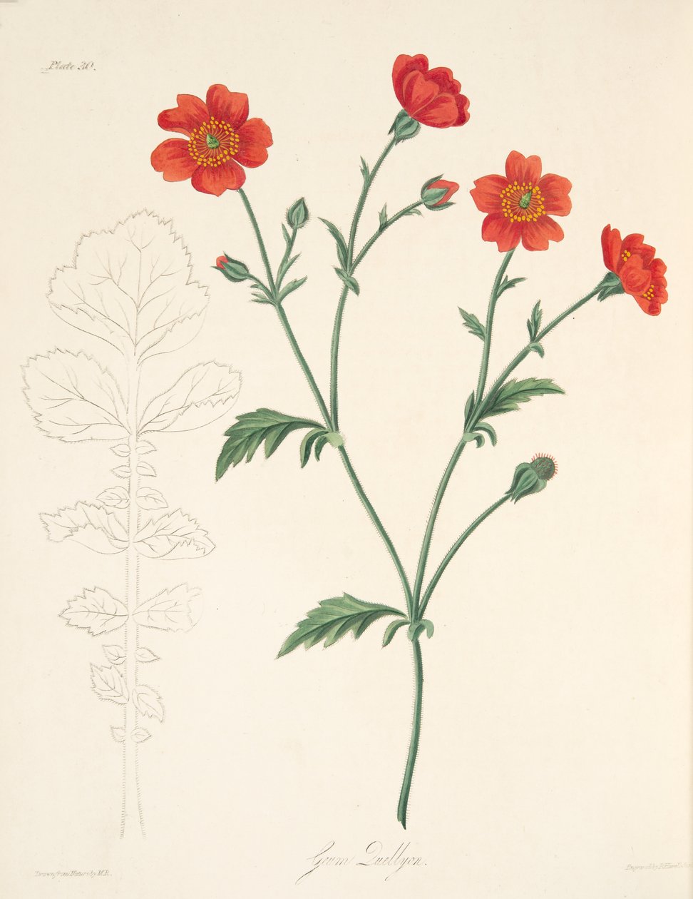 智利Avens，来自四季花卉插图，酒吧。 1829年（手工彩色雕刻） 作者 玛格丽特·罗斯科（Margaret Roscoe）