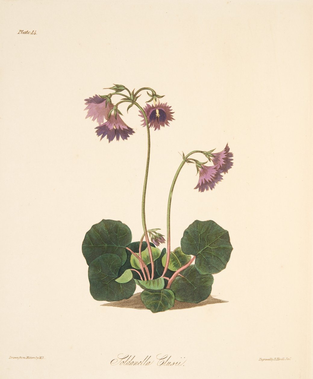 Clusiuss Soldanella，来自四季花卉插图，酒吧。 1829年（手工彩色雕刻） 作者 玛格丽特·罗斯科（Margaret Roscoe）