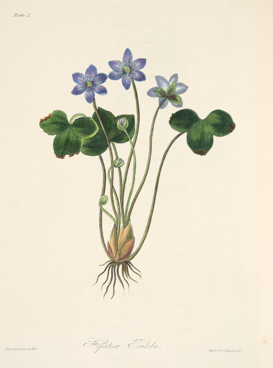常见的蓝色肝片，来自四季花卉插图，酒吧。 1829年（手工彩色雕刻） 作者 玛格丽特·罗斯科（Margaret Roscoe）